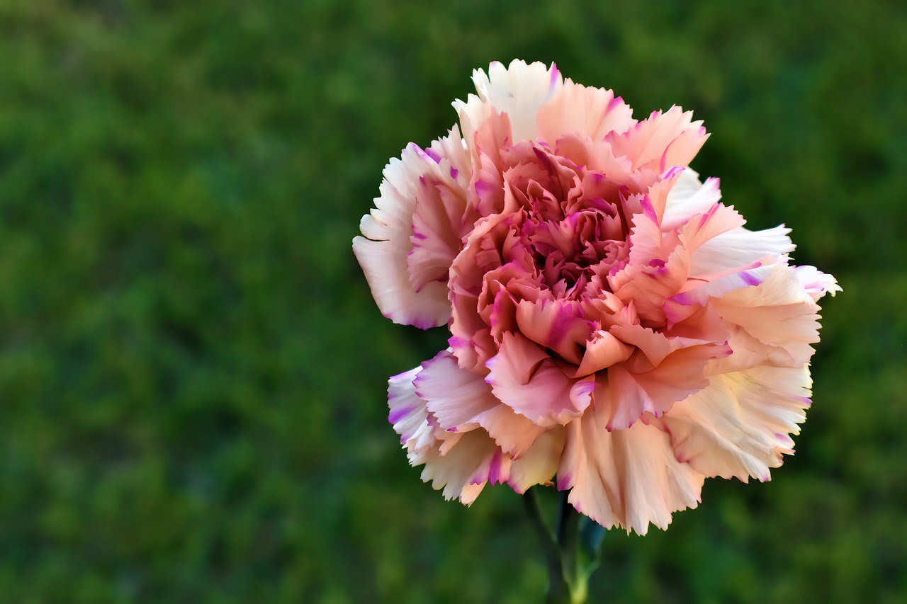 Carnation and Planting