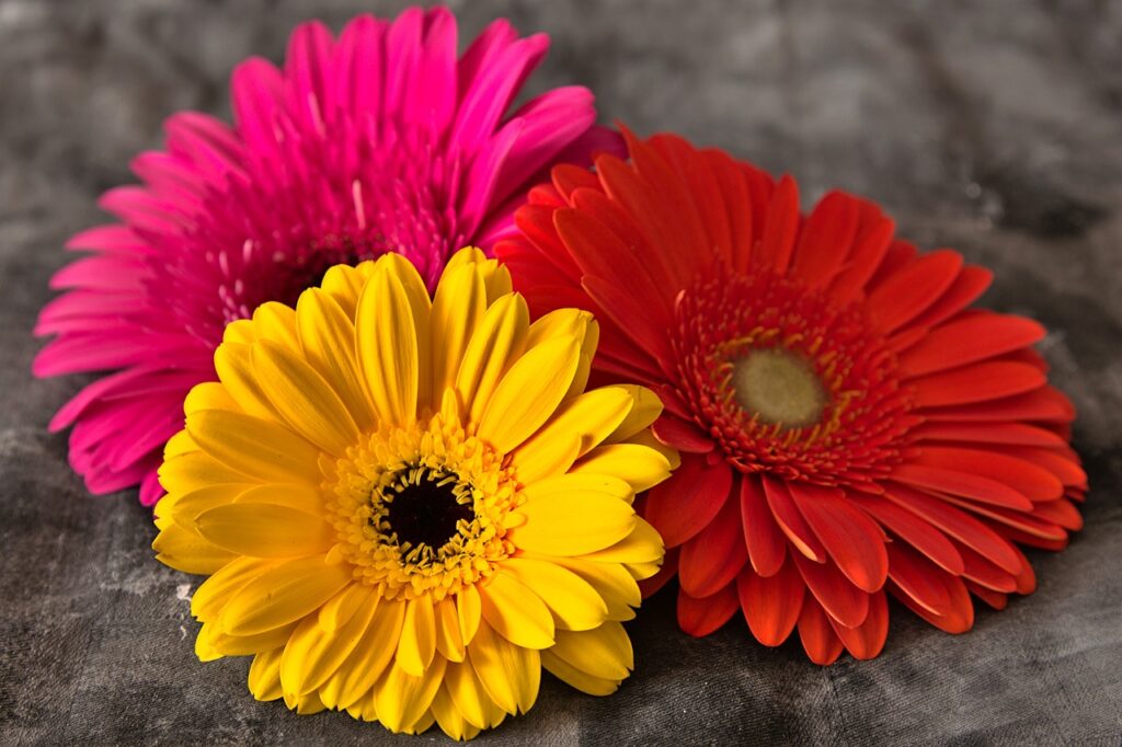 Gerbera Daisy and Planting: A Guide to Growing Vibrant Gerbera Daisies