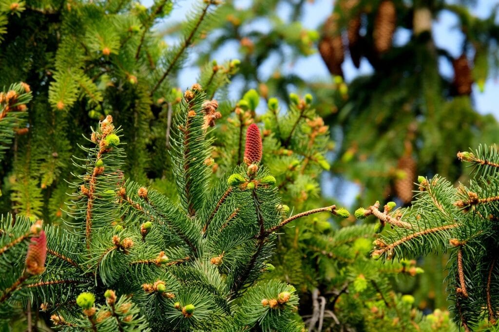 Fir and Planting: A Guide to Cultivating Evergreen Beauty
