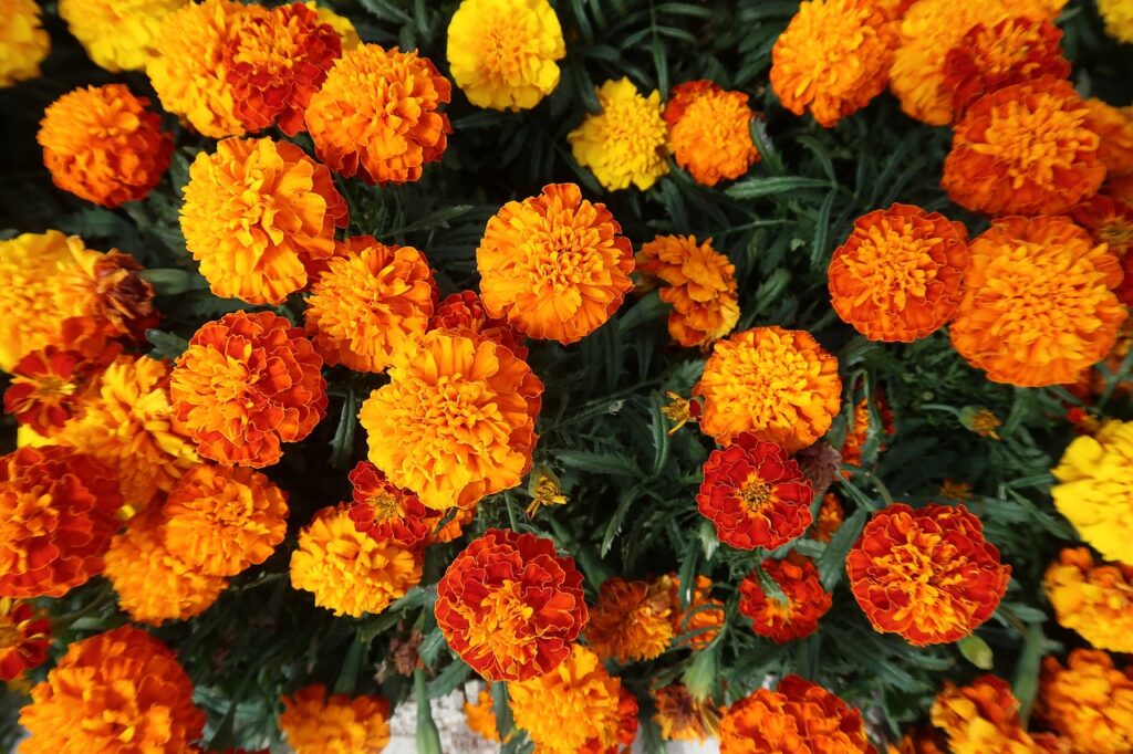 Marigold and Planting