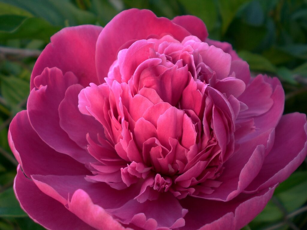 peony, flower, flower wallpaper-287062.jpg