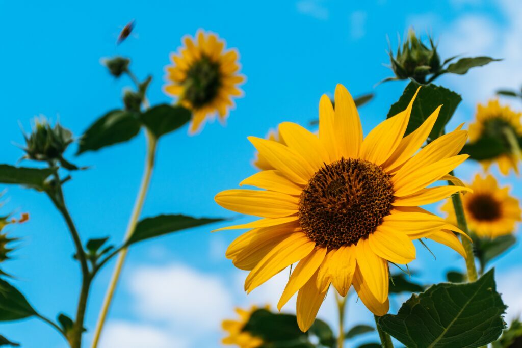 The Radiant Beauty and Versatility of Sunflowers: Cultivation, Symbolism, and Uses