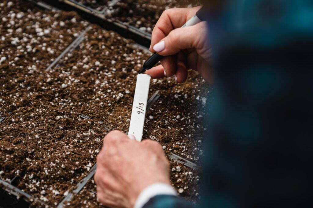 image related to slow-release fertilizers and planting:* "Image depicting a hand gently sprinkling slow-release fertilizer granules around the base of a healthy, green plant. The granules are visible on the soil surface, providing a controlled release of nutrients to support plant growth."