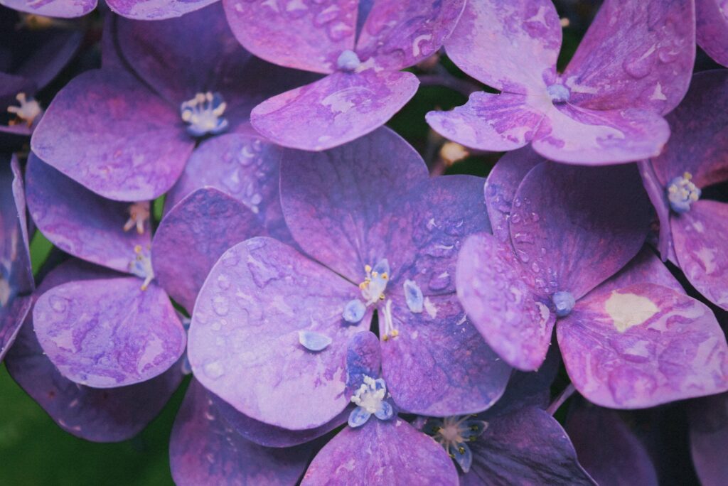 Vibrant purple violet flower in bloom, surrounded by green leaves and stems.