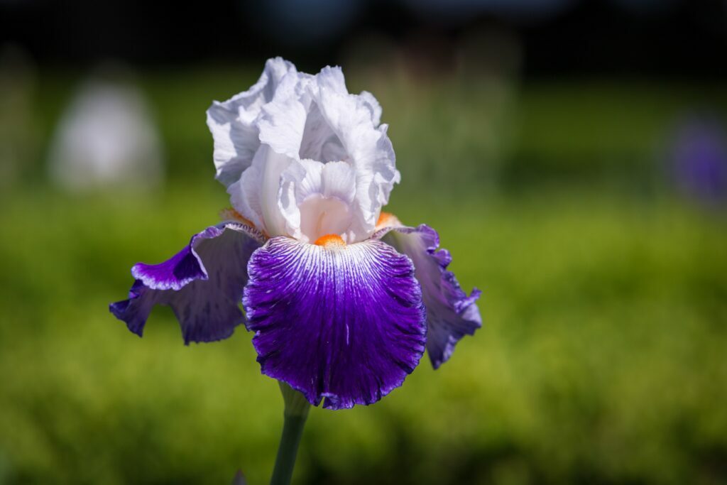 Close-up of a vibrant purple iris flower in full bloom