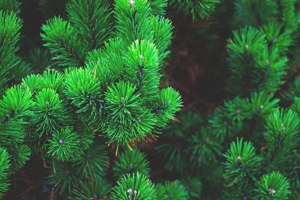 Image of a pine tree surrounded by lush green foliage and cones. The tree stands tall against a clear blue sky, exemplifying the beauty and serenity of planting pine trees.