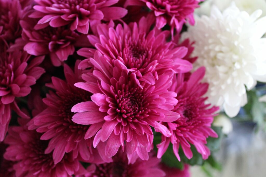 Colorful chrysanthemum flowers in a garden, showcasing the beauty and variety of these popular blooms.