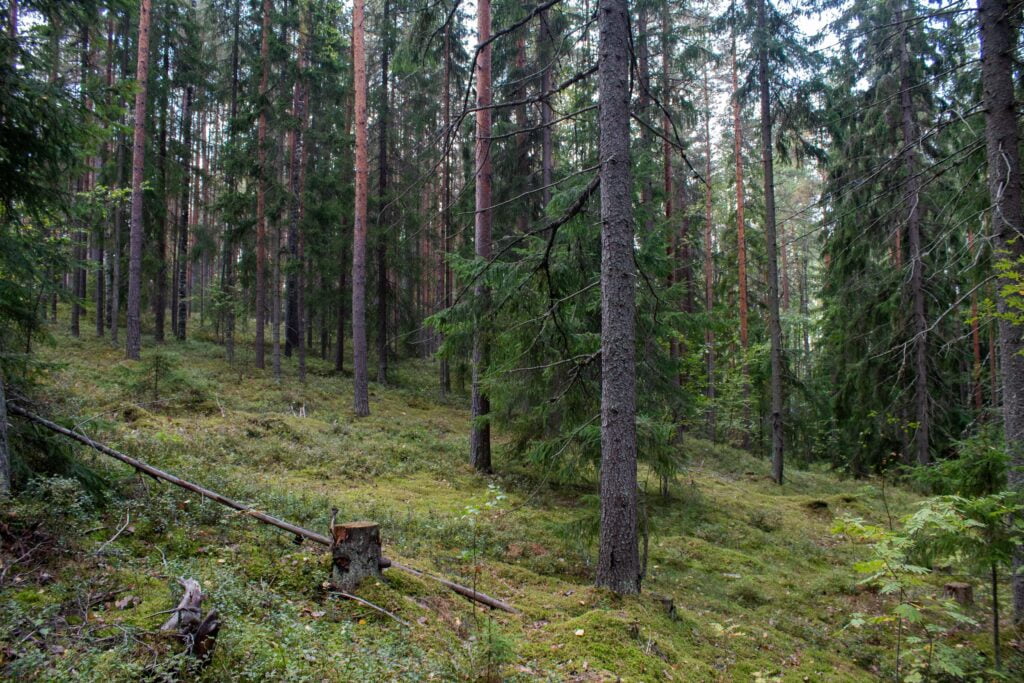 A vibrant image showcasing a majestic oak tree with a broad crown, lush green leaves, and acorns hanging from its branches. The tree stands tall against a clear blue sky, radiating strength and natural beauty.