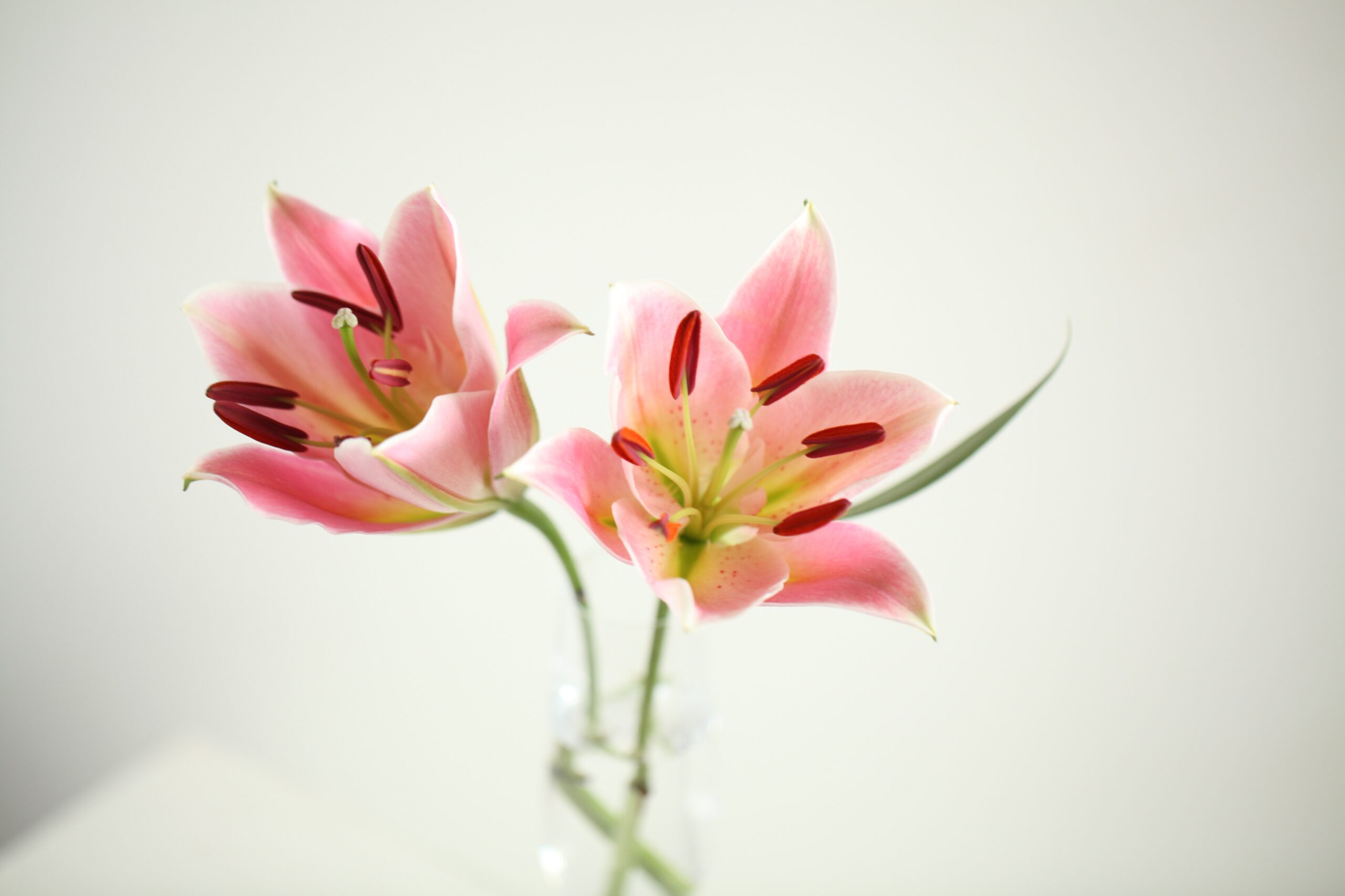 Close-up of a vibrant orange lily in full bloom, showcasing its intricate petals and prominent stamens.