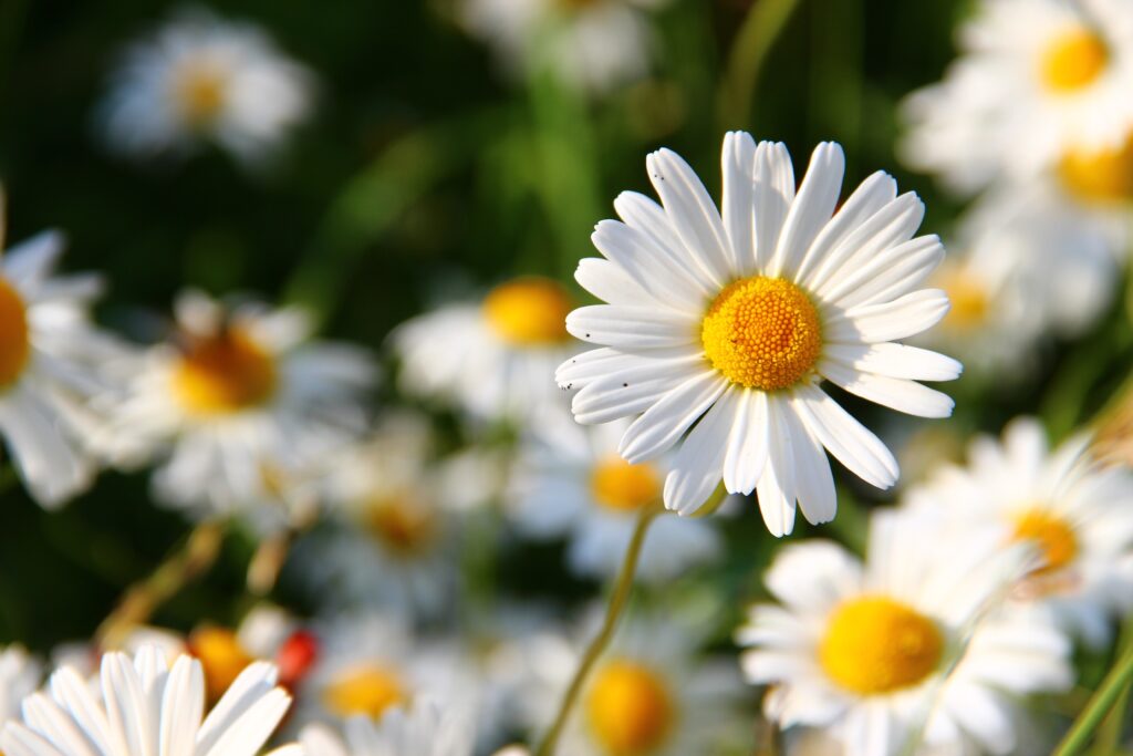 "Close-up of a vibrant daisy flower in full bloom, with its iconic yellow disk florets surrounded by delicate white petals."