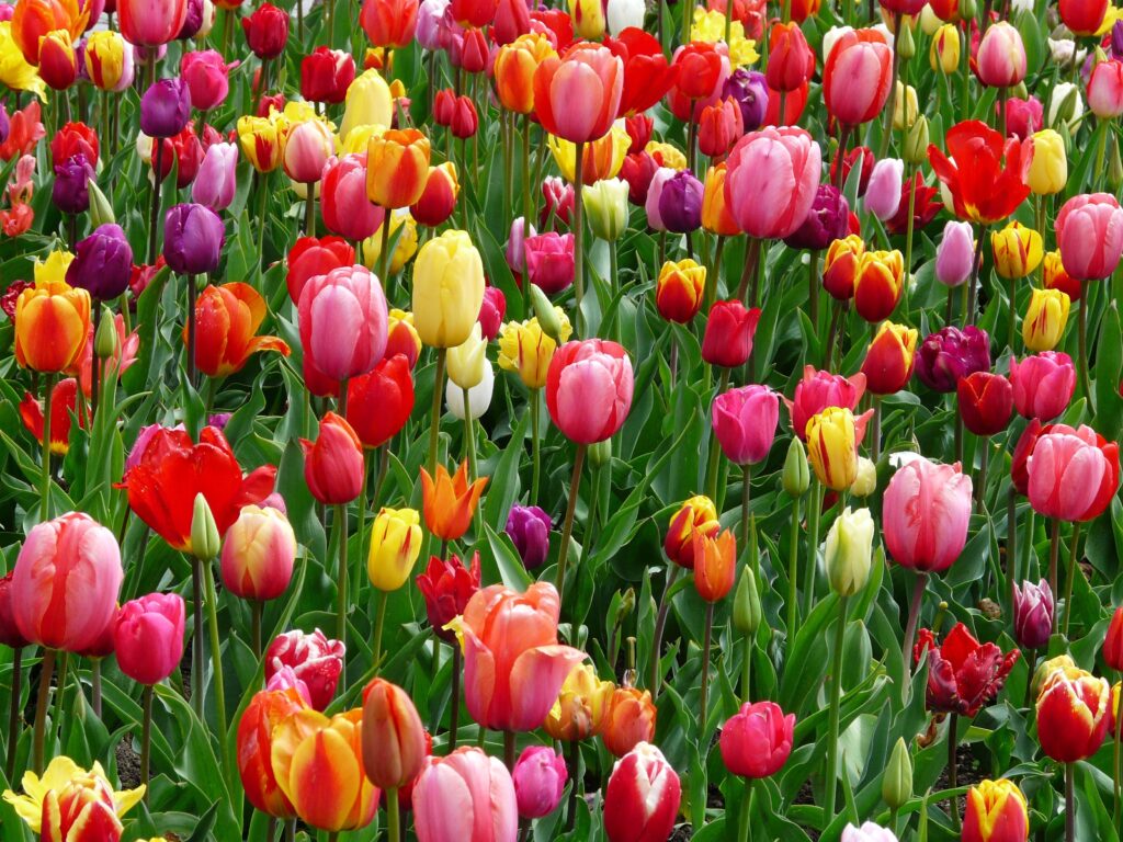 Close-up of a vibrant red tulip in full bloom