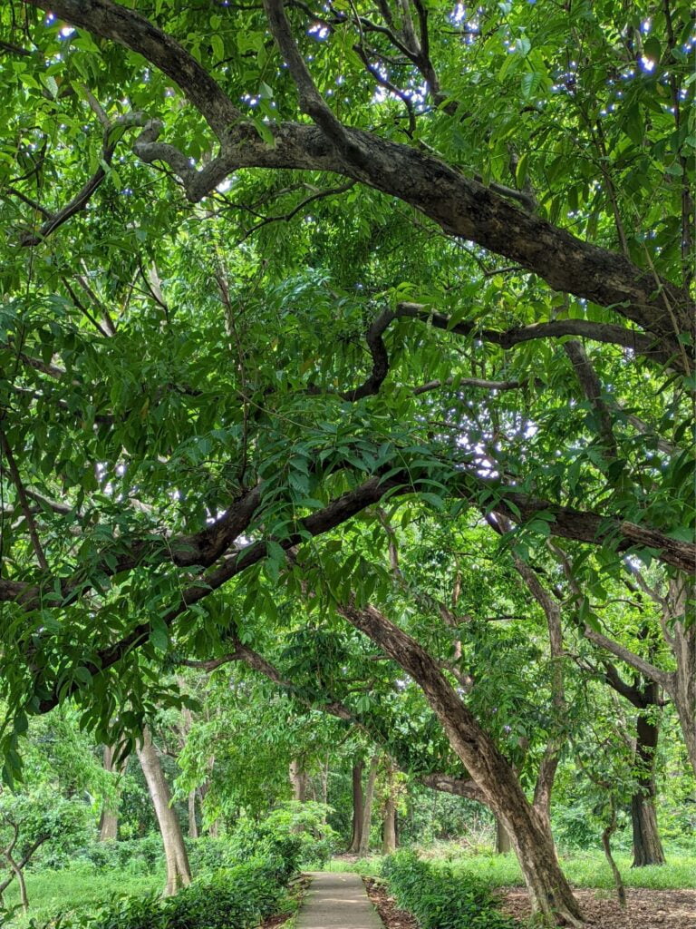 Yellowwood and Planting: Embracing Nature's Majesty