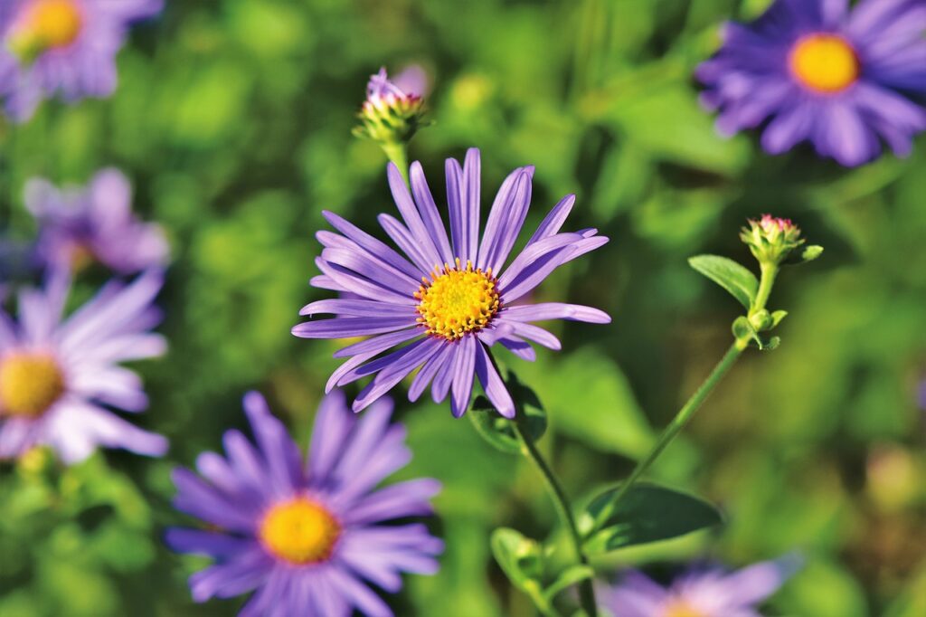 Aster and Planting: A Comprehensive Guide to Growing Beautiful Aster Flowers