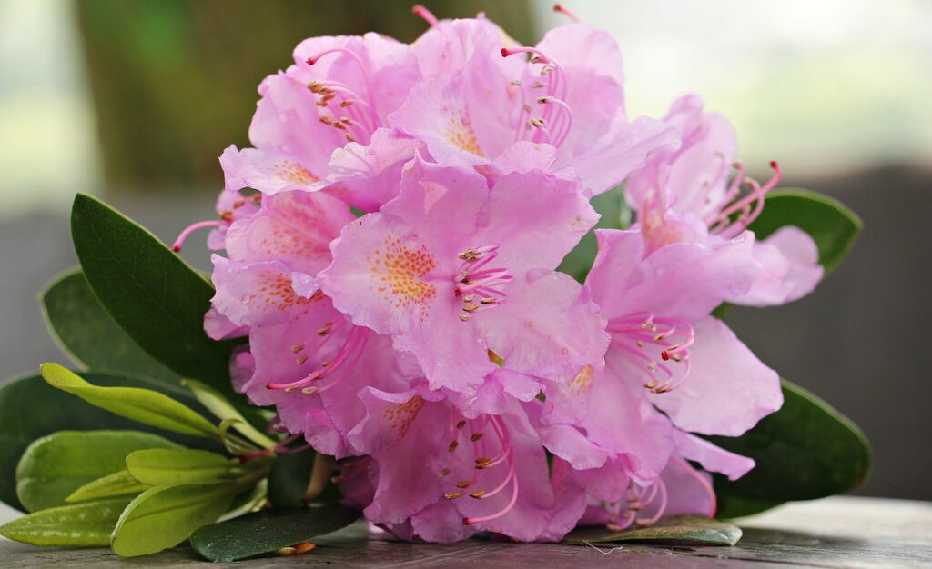 Azalea and Planting: Adding Color and Beauty to Your Garden