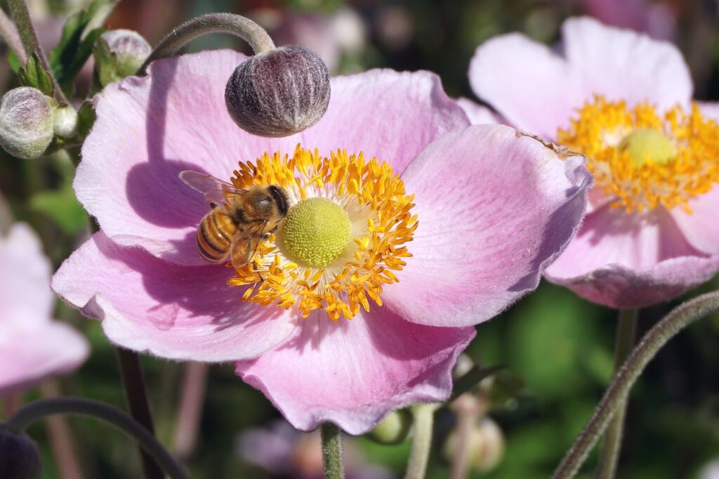 Anemone and Planting: A Comprehensive Guide to Growing Beautiful Anemone Flowers