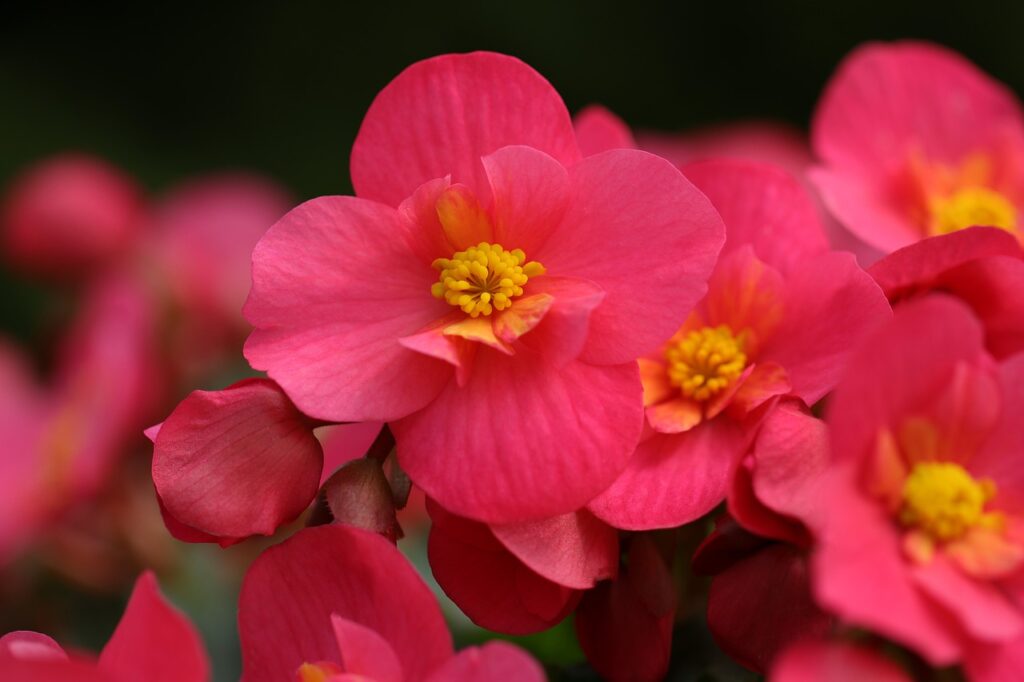 Begonia and Planting: A Comprehensive Guide to Growing Beautiful Blooms