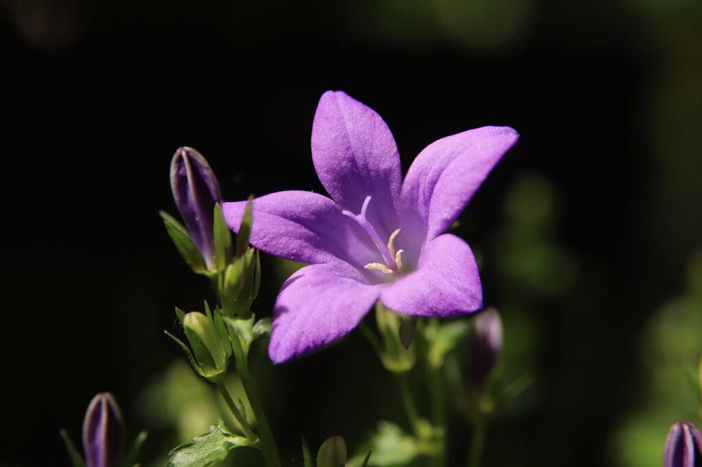 Bellflower and Planting: A Comprehensive Guide