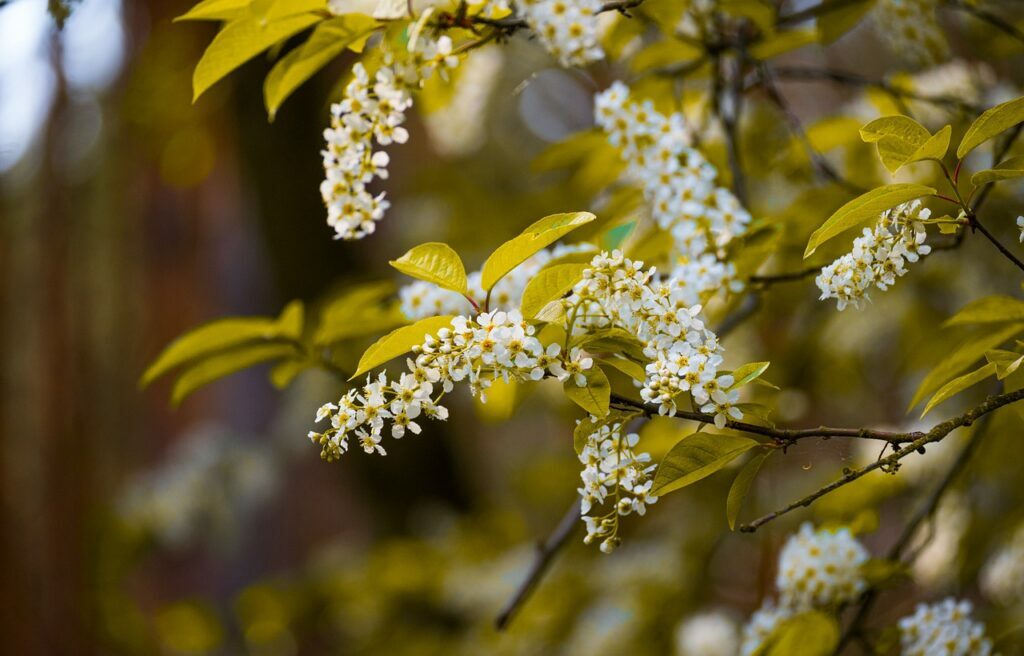 Hackberry and Planting: A Guide to Growing a Beautiful Tree