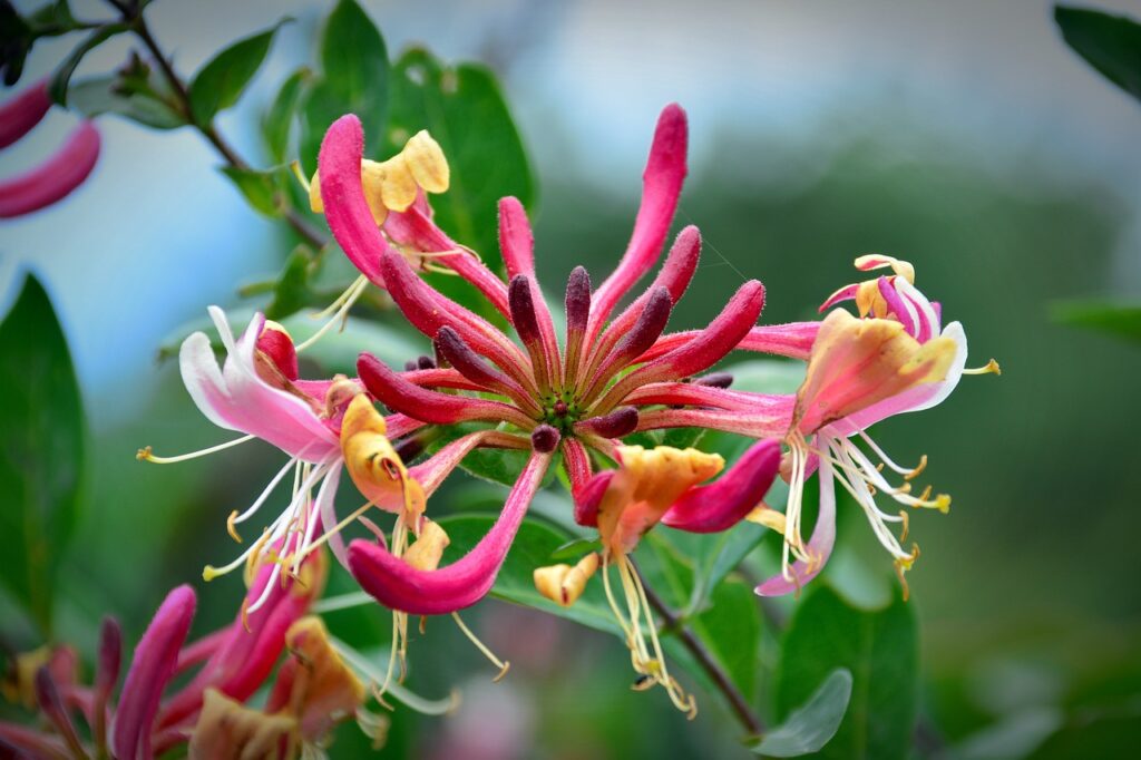 Honeysuckle and Planting: A Guide to Growing Beautiful Vines