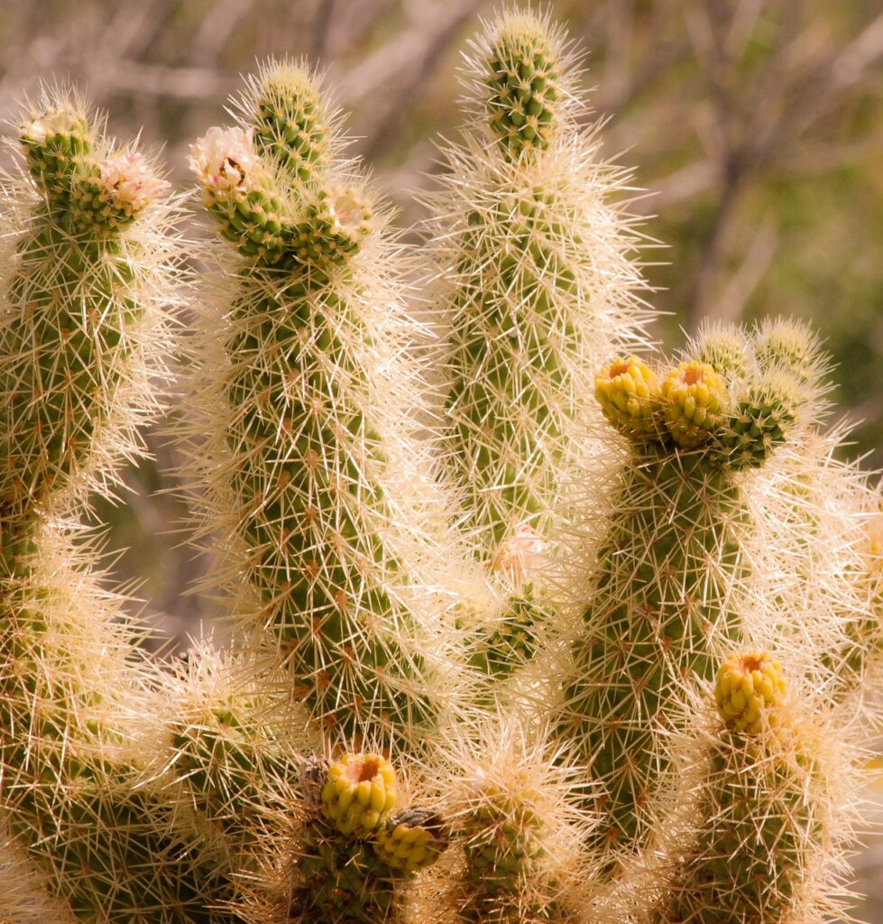 Cactus and Planting: A Guide for Content Writers