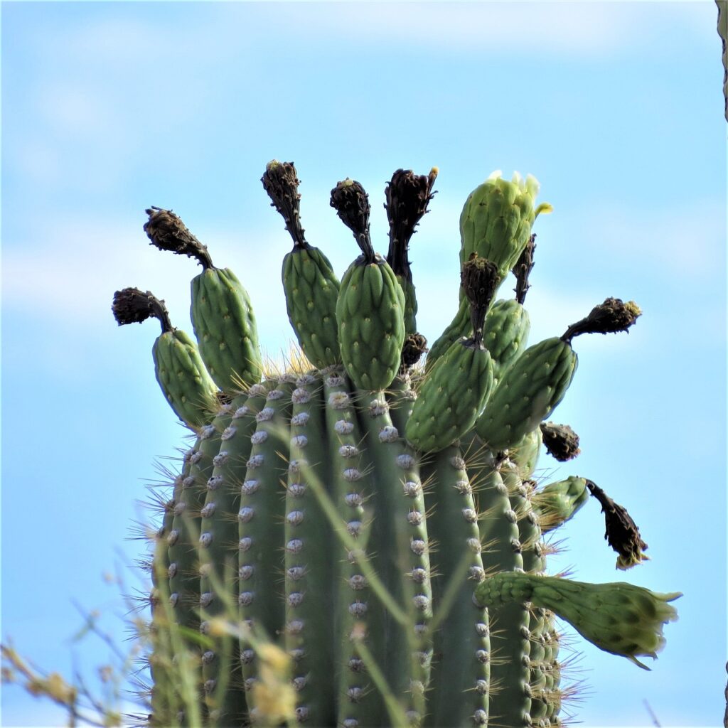 Saguaro Cactus and Planting: A Guide to Growing and Caring for These Majestic Desert Giants