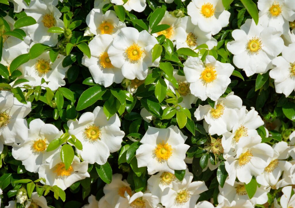 Gardenia and Planting: The Ultimate Guide to Growing Beautiful Gardenias