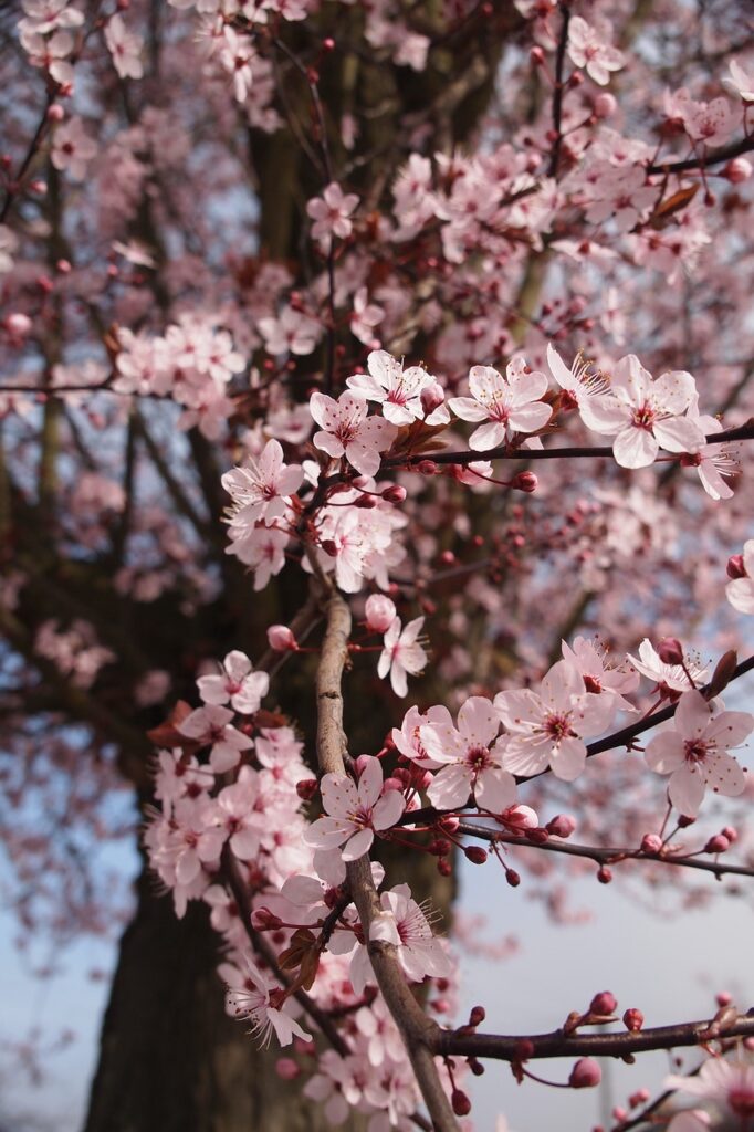 Cherry and Planting: A Guide to Growing and Cultivating Cherry Trees