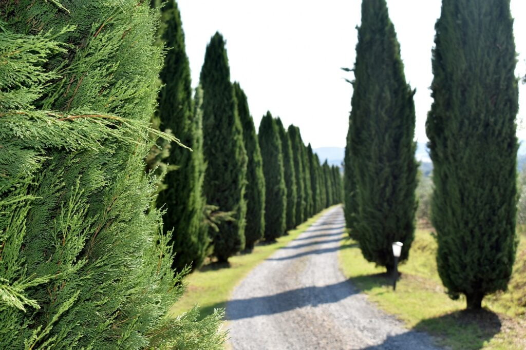 Cypress and Planting: A Comprehensive Guide for Gardening Enthusiasts