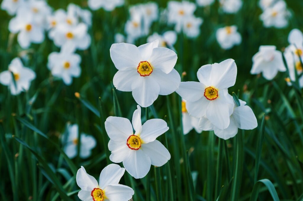 Daffodils and Planting: A Complete Guide to Growing Beautiful Blooms