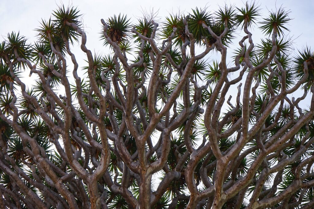 Dragon Tree and Planting: A Guide to Cultivating the Majestic Dracaena Draco
