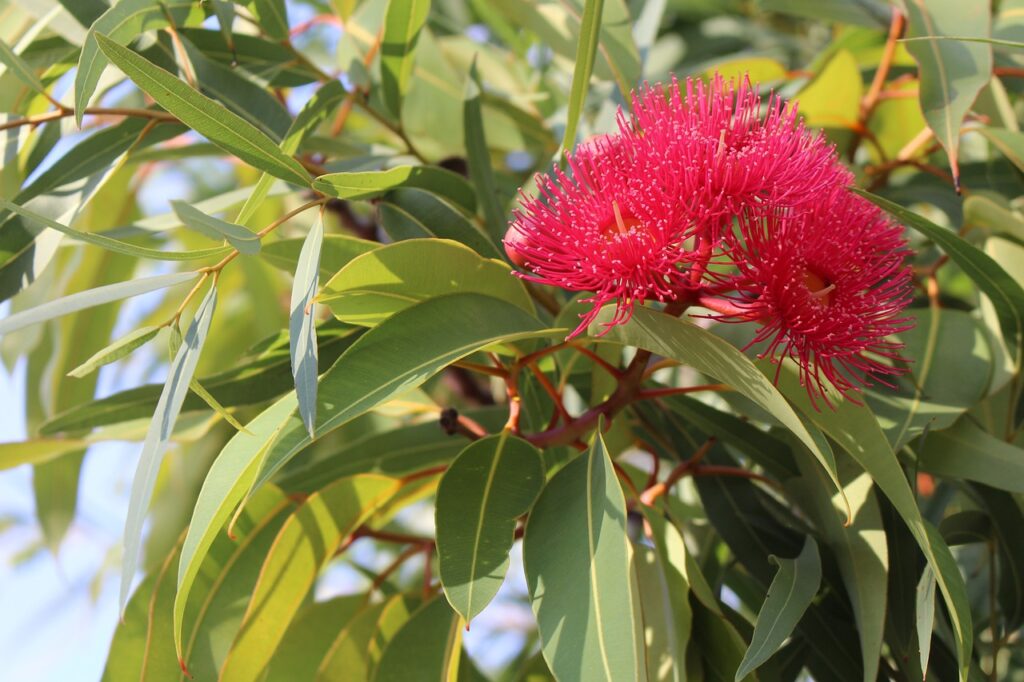 Eucalyptus and Planting: A Guide to Growing and Caring for Eucalyptus Trees