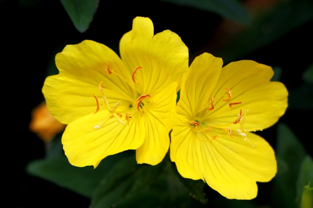Primrose and Planting: A Delightful Guide to Growing Beautiful Flowers