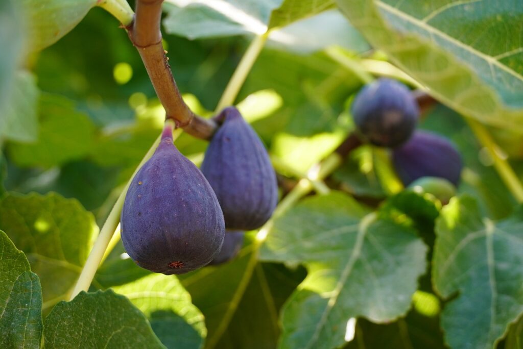 Fig and Planting: Growing Nature's Sweet Bounty