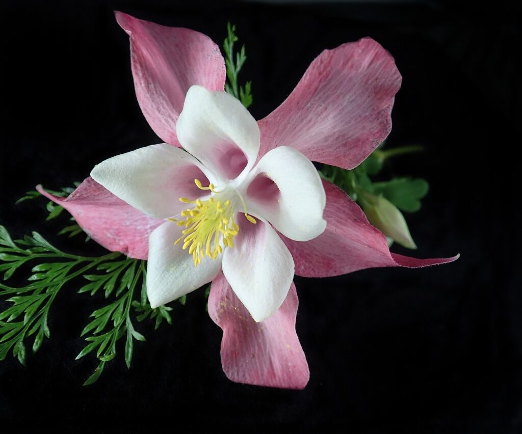 Columbine and Planting: A Guide to Growing Beautiful Flowers