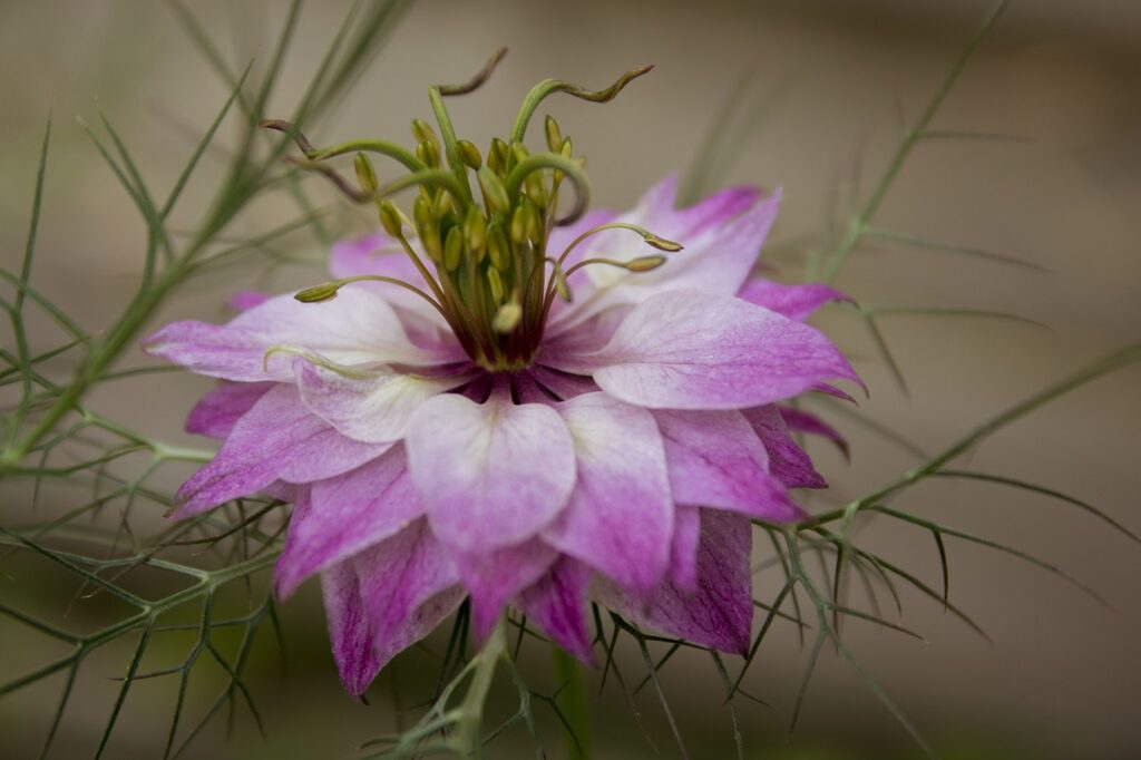 Nigella and Planting: Embracing Greenery for a Greener World