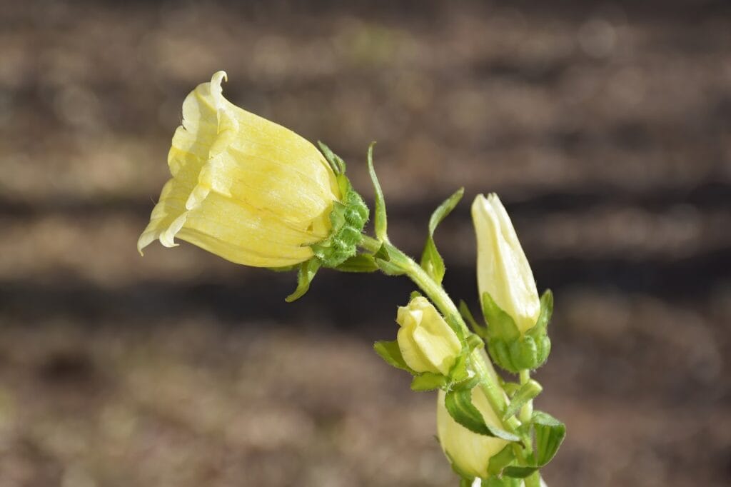 Canterbury Bells and Planting: A Guide to Growing Beautiful Bellflowers