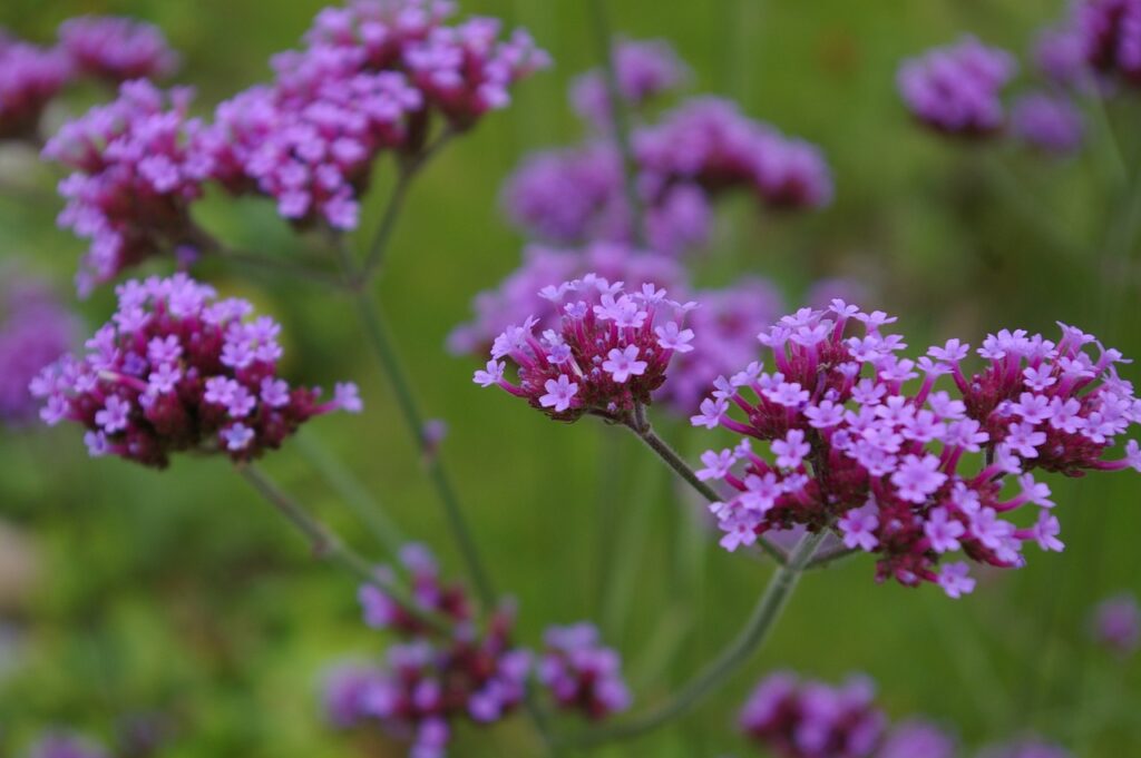 Verbena and Planting: A Comprehensive Guide