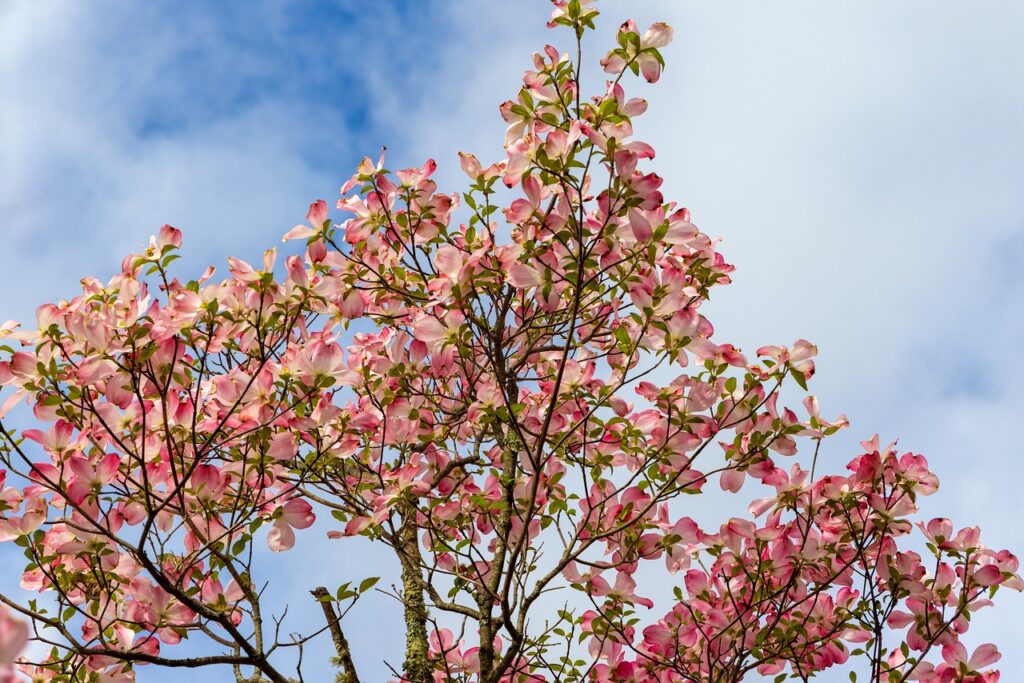 Dogwood and Planting: A Guide to Cultivating Beautiful Trees