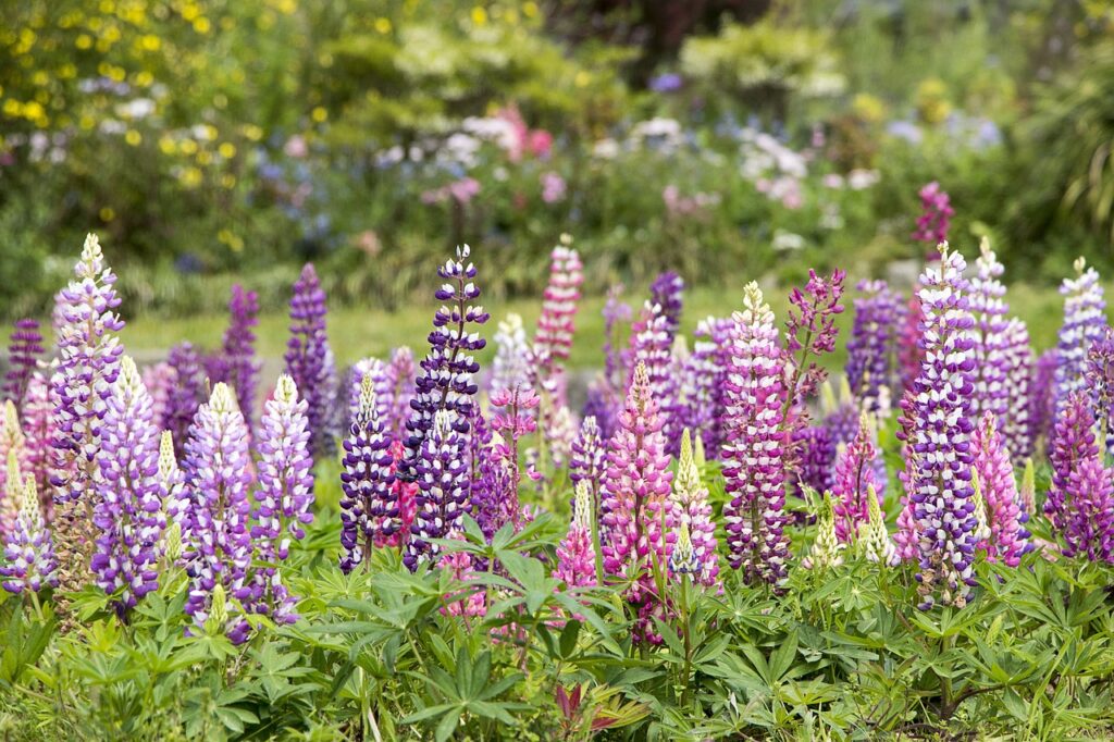 Delphinium and Planting: A Comprehensive Guide to Growing Majestic Delphiniums