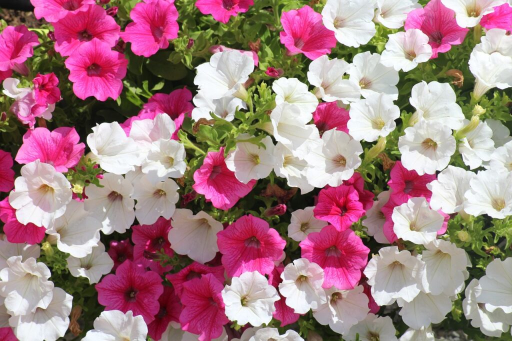 Petunia and Planting: A Complete Guide
