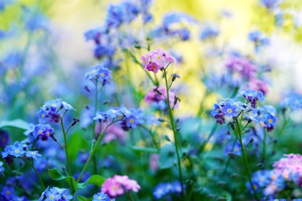 Forget-me-not and Planting: A Guide to Growing Beautiful Flowers
