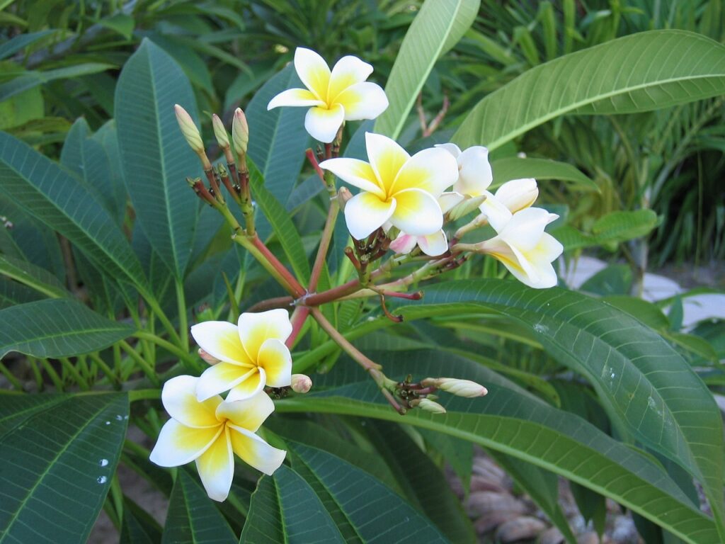 Frangipani Tree and Planting: A Guide to Growing Fragrant Beauty