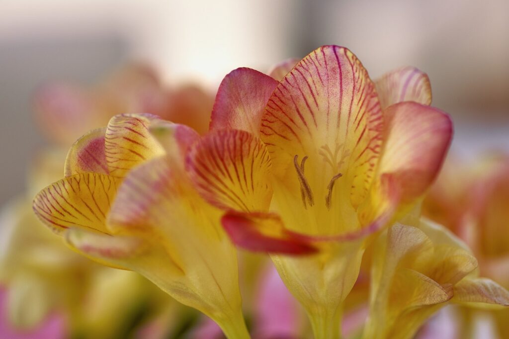 Freesia and Planting: A Fragrant Garden Delight