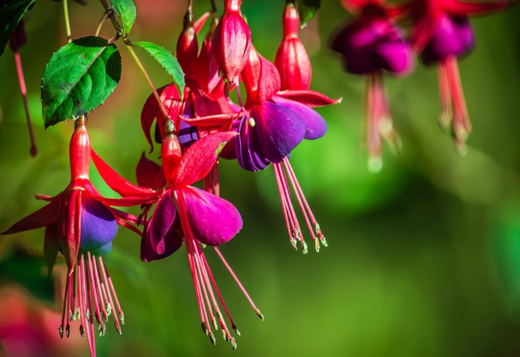 Fuchsia and Planting: A Comprehensive Guide