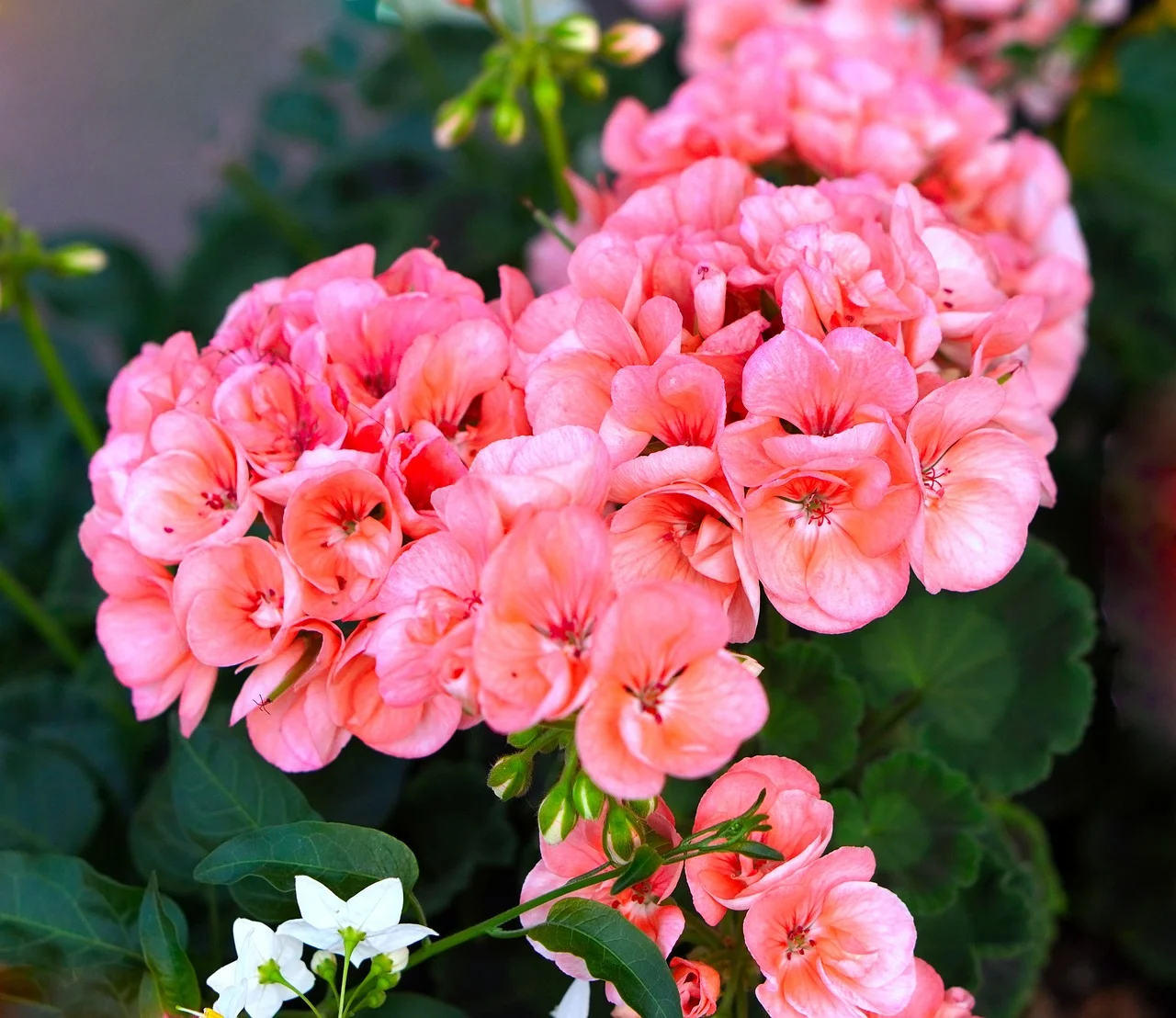 Geranium and Planting: A Comprehensive Guide for Gardening Enthusiasts