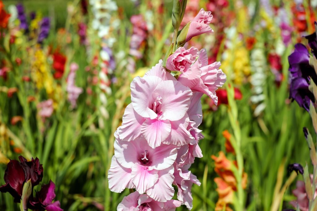 Gladiolus and Planting: A Comprehensive Guide to Growing Beautiful Gladiolus Flowers