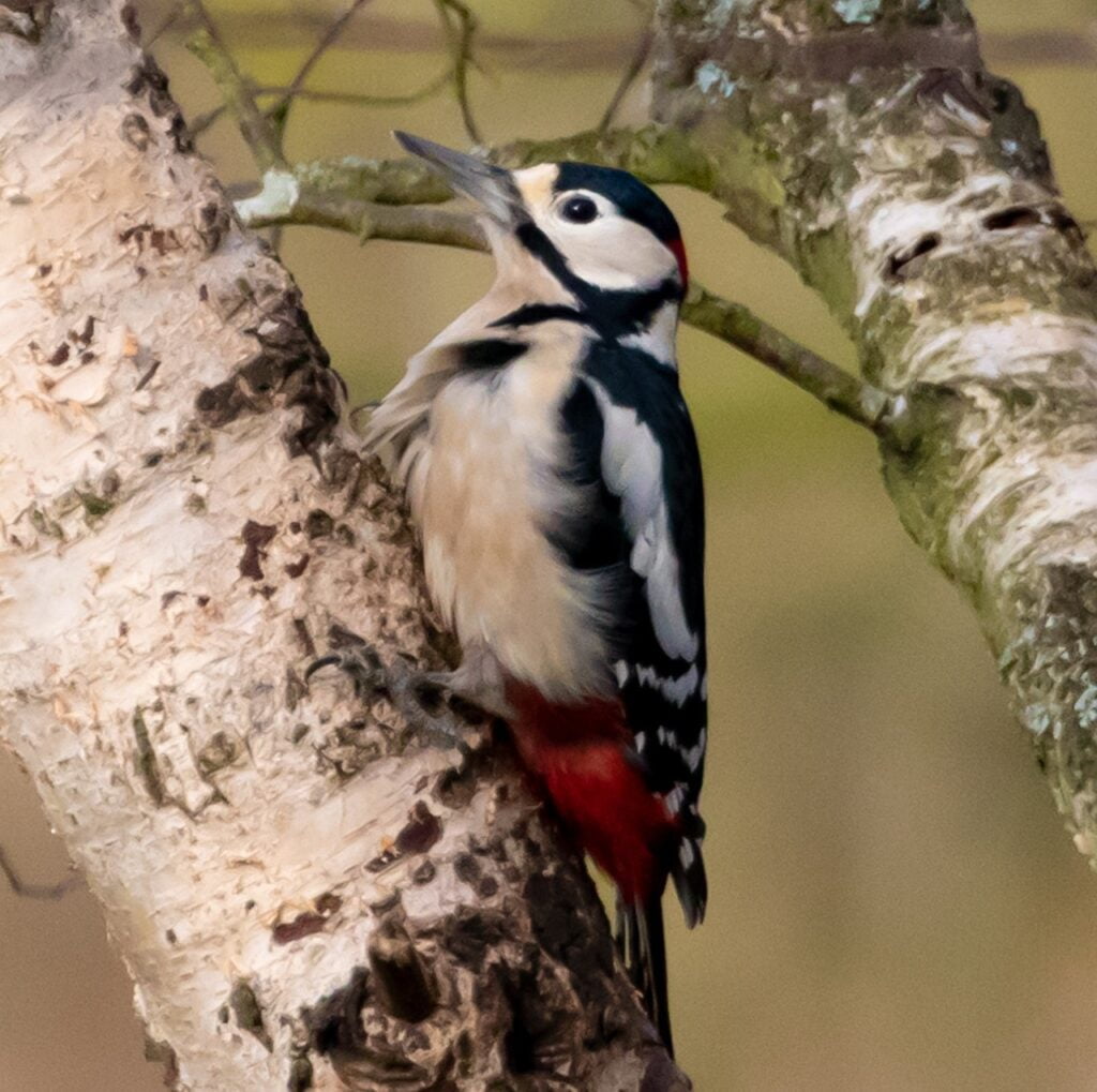 Silver Birch and Planting