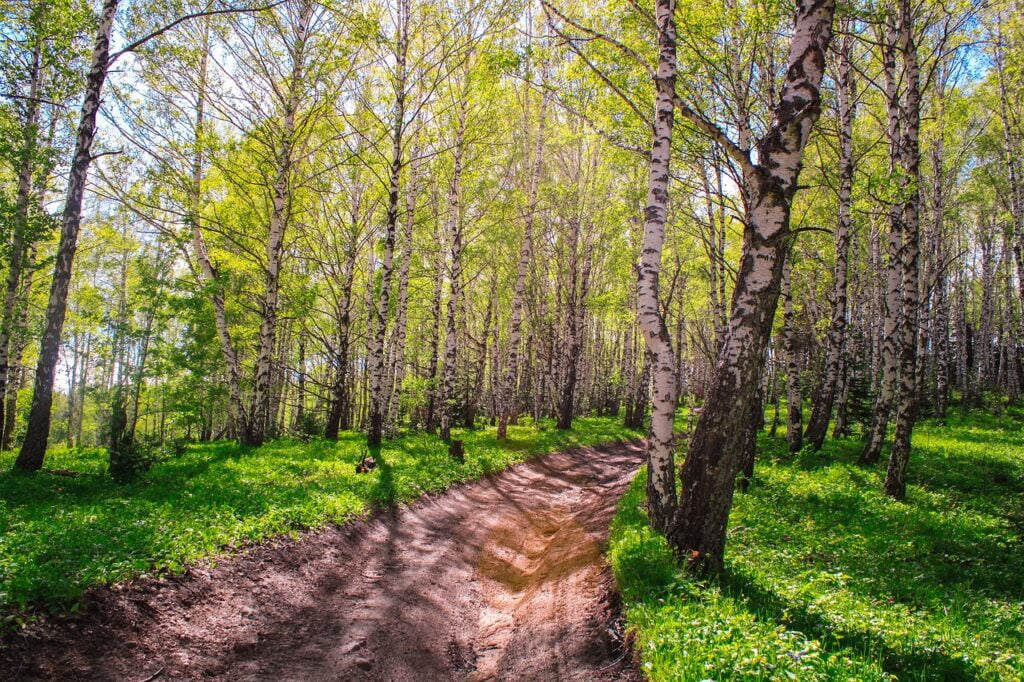 White Birch and Planting: Embracing Nature's Elegance