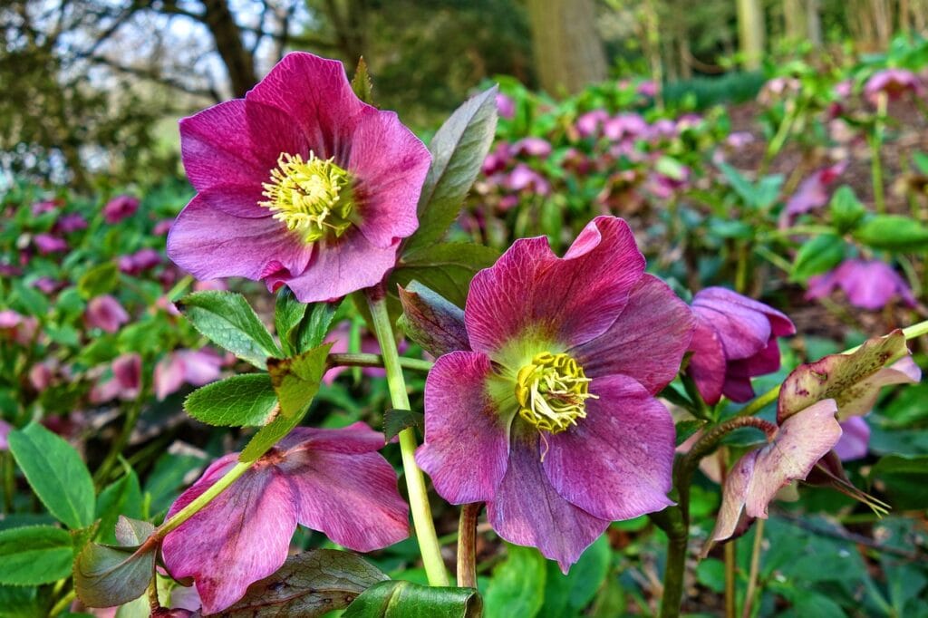 Hellebore and Planting: A Comprehensive Guide