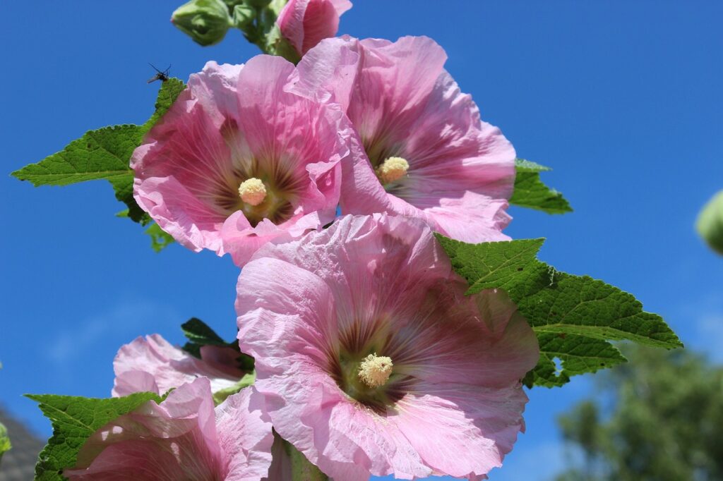 Hollyhock and Planting: A Comprehensive Guide